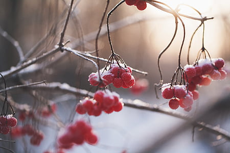 berries, winter, snow, ice, twigs, bush, fruit