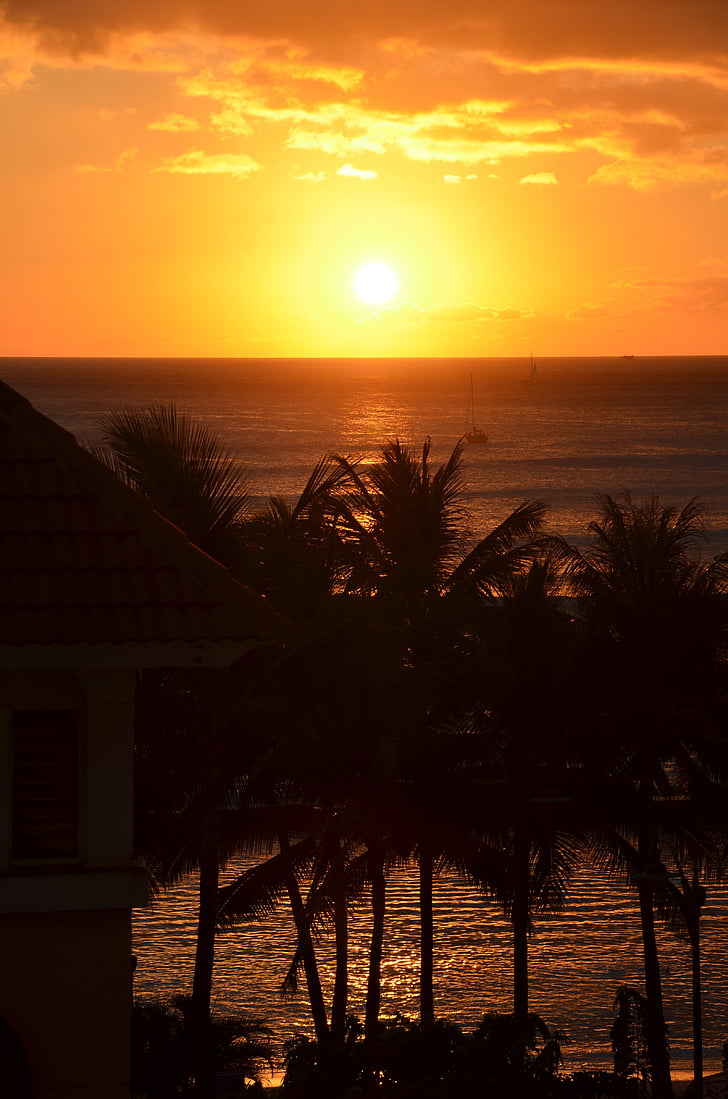 tramonto, Hawaii, palme, palme, alberi, sole, calma