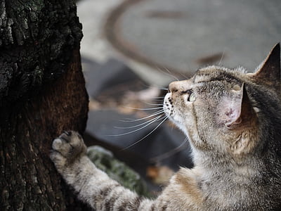 gato, madeira, olhar para cima, caça, animal de estimação
