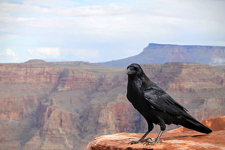 raven, crow, bird, grand canyon, national park, black, arizona