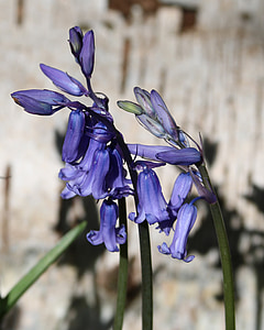 bluebells, zila, daba, Pavasaris, puķe, augu, Flora