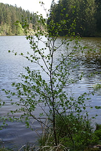 grumbach gölet, bäumchen, bir Hahnenklee, gölet, Göl, su, Orman