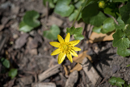 celandine, feigwurz, early bloomer, flower, yellow spring flower, spring flower, yellow