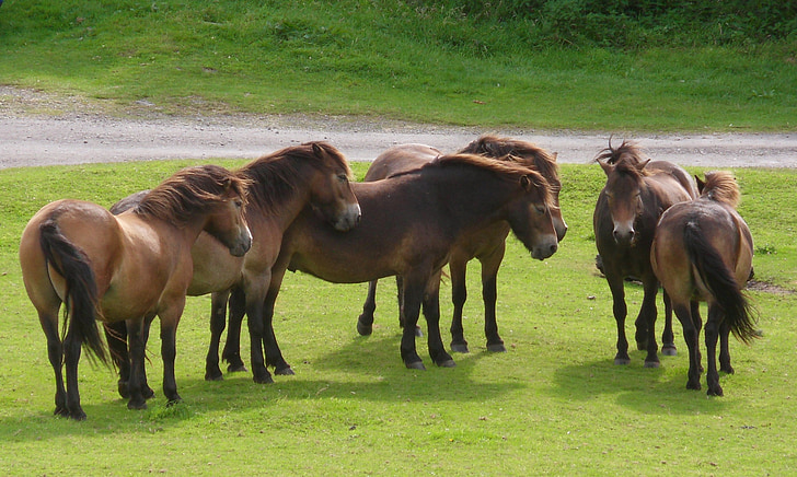 ponnyer, besättning, häst, djur, grupp, dom, Exmoor