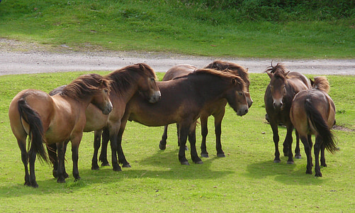 poniji, čreda, konj, živali, skupina, dom, Exmoor