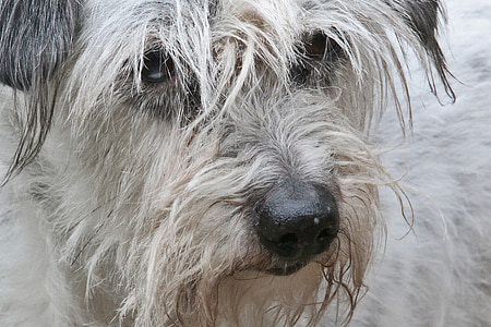pes, kožušiny, hybridné, zviera, portrét, tvár, vlasy