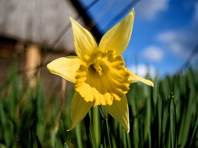 Narcissus, dzeltena, puķe, zāle, vasaras, closeup, augu