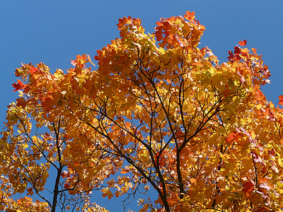 pohon, Maple, Mahkota, musim gugur, mewarnai, warna-warni, ceria