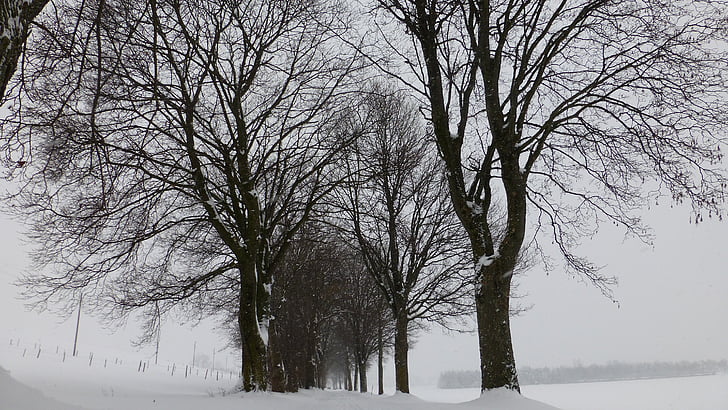 Allgäu, invierno, nieve, árboles, Avenida, a pie