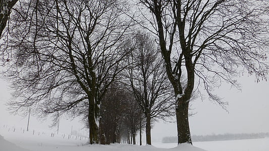 Allgäu, зимни, сняг, дървета, авеню, разходка