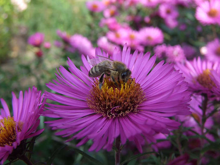 Aster, Pszczoła, herbstaster, kwiat