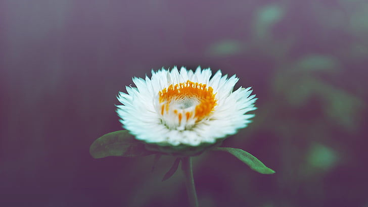 white, yellow, flower, flower head, fragility, petal, close-up