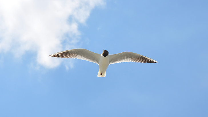 vogels, Seagull, natuur, zomer
