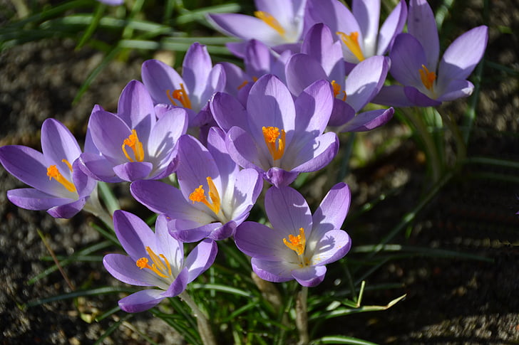 musim semi, Crocus, mekar penuh, ungu, bunga, ungu