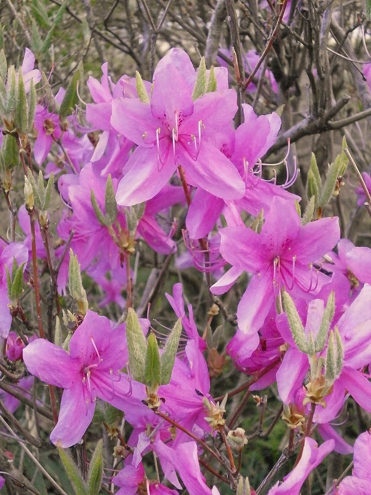 Azalea, Ericaceae, Pomladnega cvetja, roza cvet