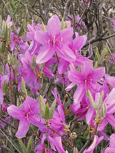 Azalea, Ericaceae, forårsblomster, lyserød blomst