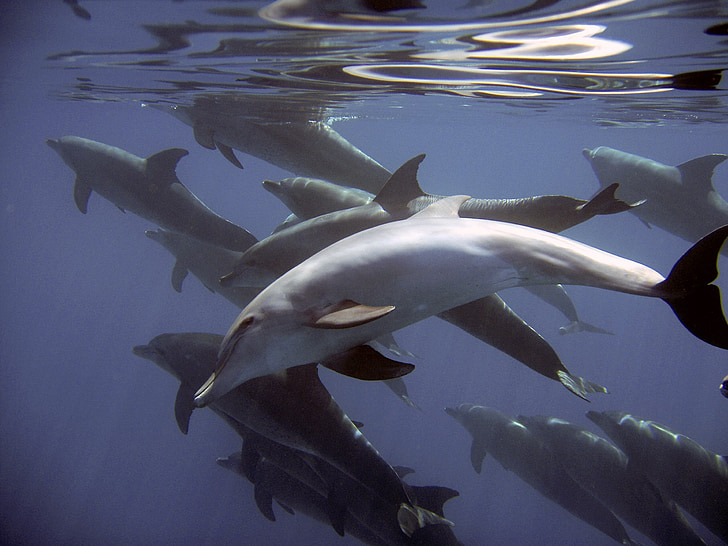 dofins, peix, mamífers, Delphinidae, Submarinisme, sota l'aigua, l'aigua