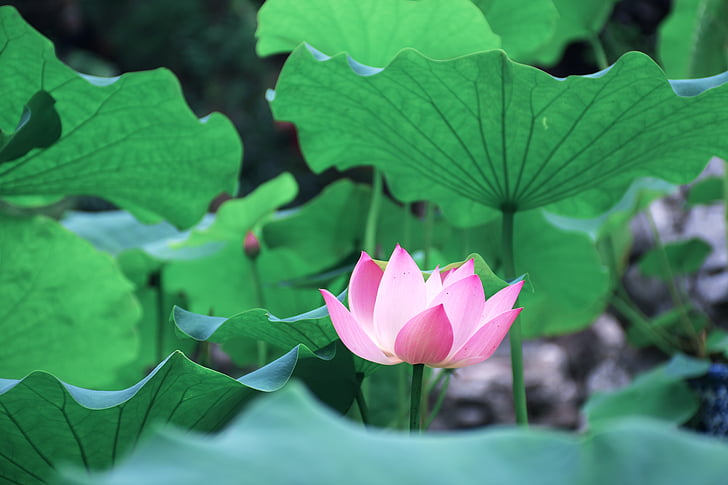 el Lotus leaf, verd, vistes
