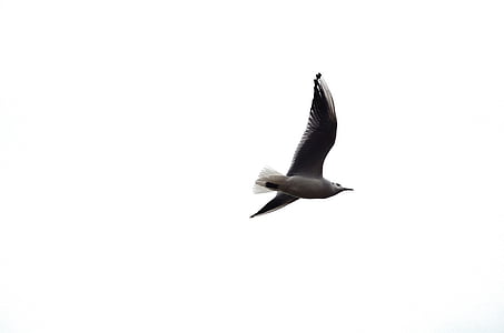 bird, flight, background, white, feathers, gull, seagull
