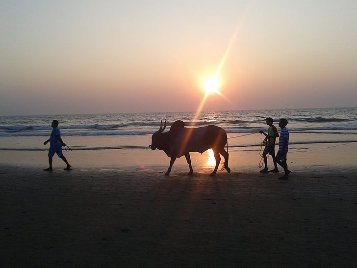 Bull, zachód słońca, wybrzeża, światło, Plaża, Słońce, morze