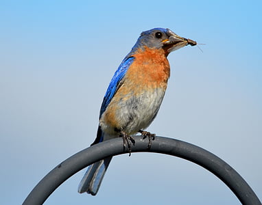 ocell blau, ocell, natura, vida silvestre, animal, bec, Bluebird