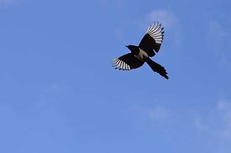 Elster, zbor, pene, pasăre, Raven pasăre, cer albastru, animale