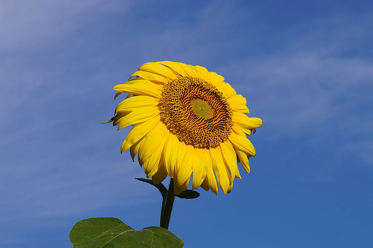 flower, sunflower, yellow, flora, nature, blossom, bloom