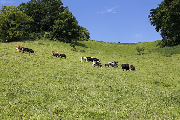 牧草地, 牛, 牛, 放牧, 牛肉, 牛, 馴致