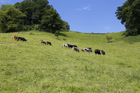 padang rumput, ternak, sapi, merumput, daging sapi, sapi, suckler