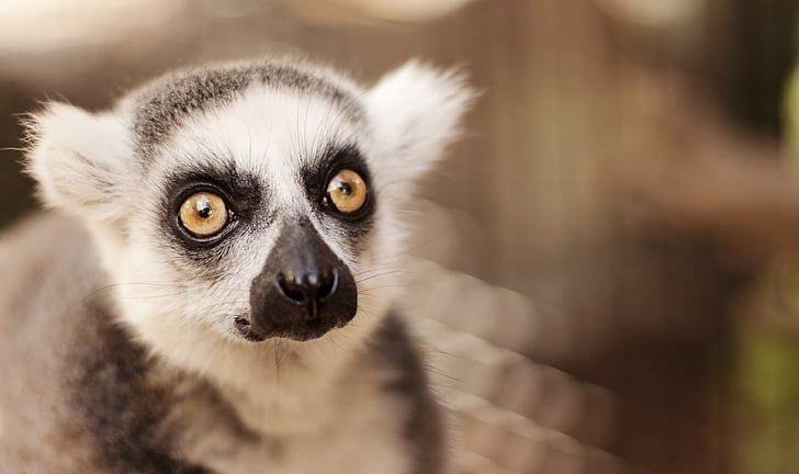 lemur, i krakom, divlje, biljni i životinjski svijet, slatka, portret, Zoološki vrt