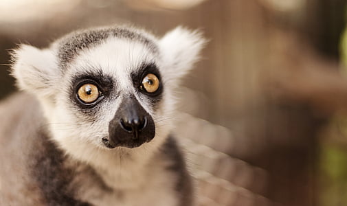 lemur, righ repo, divje, prosto živeče živali, srčkano, portret, živalski vrt