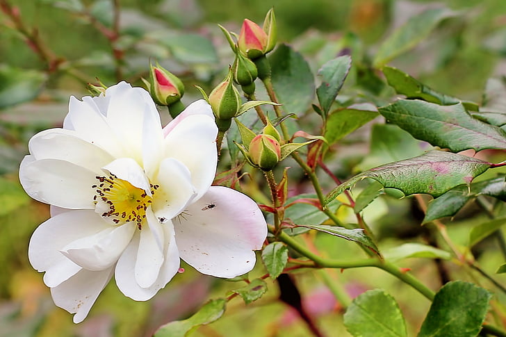 Bush rose, Villrose, steg, høst, hvit, blomst, friskhet