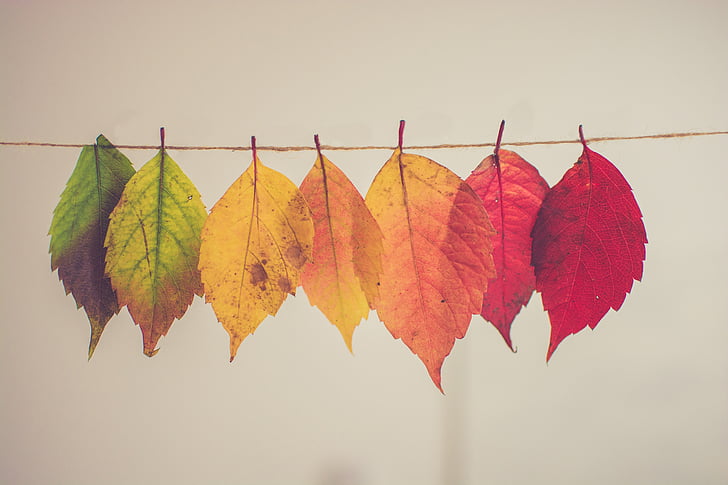 seven, green, orange, red, hanged, leaves, colorful