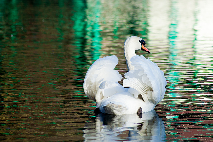 swan, bird, water, pond, swim, beautiful, white