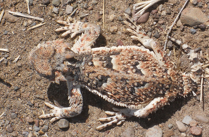 Crapaud Cornu, camouflage, lézard, Phrynosoma, Horned lizard, désert, reptile