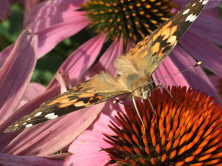 painted, lady, butterfly