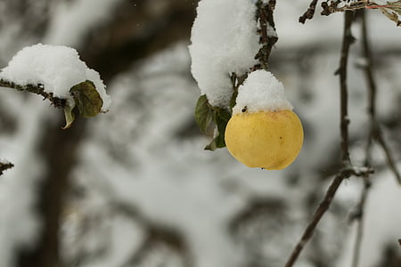 дерево, яблуко, фрукти, Природа, взимку, відділення, сніг