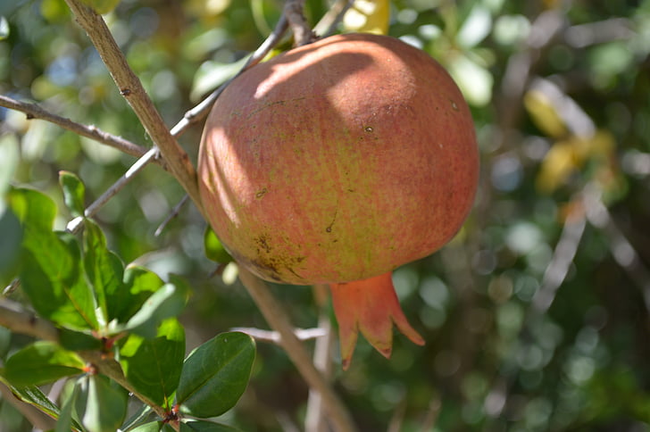 Granátové jablko, jedlo, ovocie, Príroda, ovocný strom, Orchard, Tropical