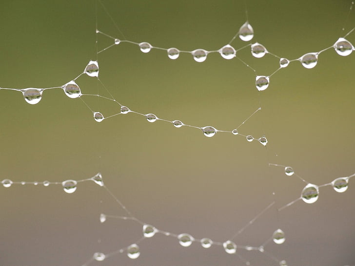 rain, after the rain, spider's web, macro, silence, quiet, spider Web