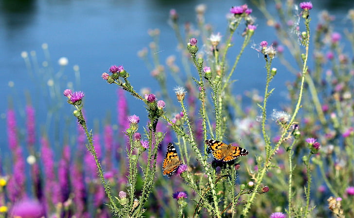 Kelebekler, böcekler, bitkiler, doğa, kanatları, Boyama, çiçek