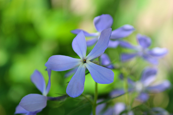 flors, suau, primavera, verd, blau, natura, planta
