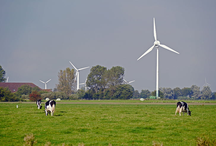 Kelet-Frízföld, legelő, tejtermelés, windräder, szélenergia, tehenek, sík föld