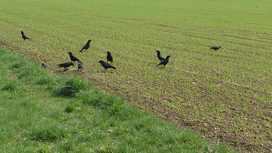 rooks, field, birds, green, brown, black, arable