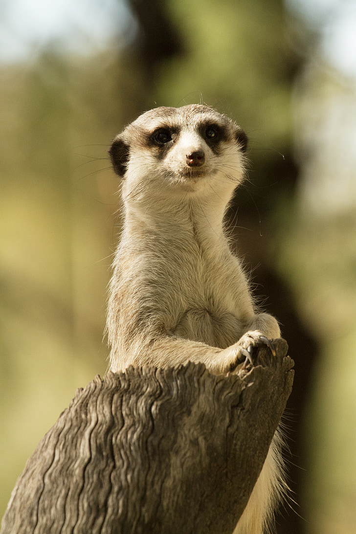 Meerkat, prosto živeče živali, živali, divje, Afrika, srčkano, puščava