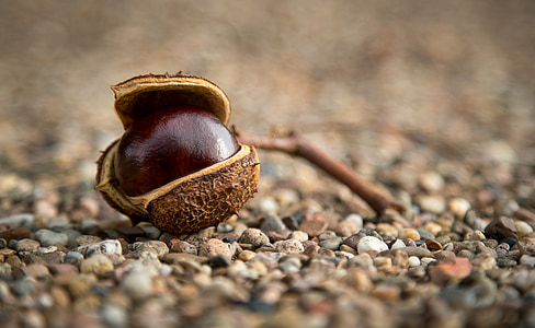 chestnut, musim gugur, berduri, benih, jalan, pohon, Chestnut pohon