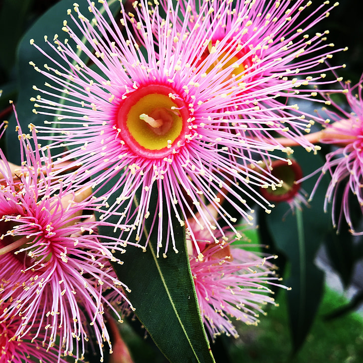 urgenţă, păros, floare, guma, Australia, roz, natura