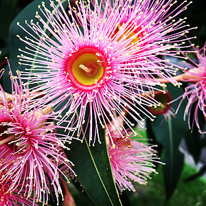 noodgevallen, harige, bloem, GOM, Australië, roze, natuur