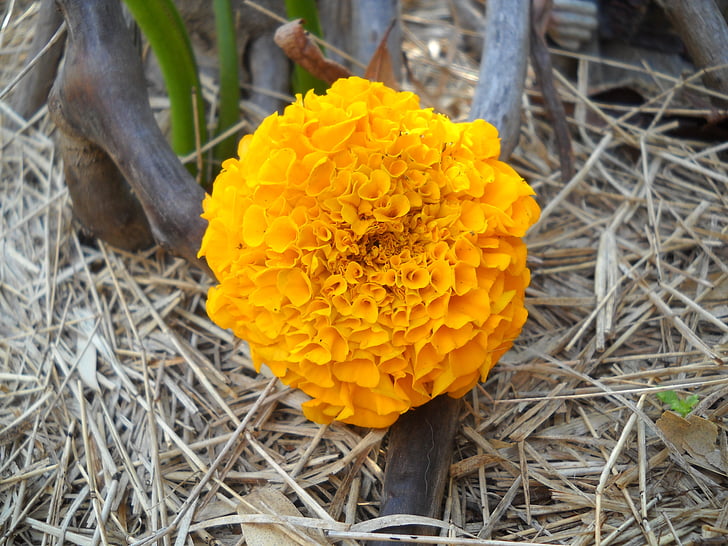 chrysanthemum, flower, yellow, bloom, garden, plant