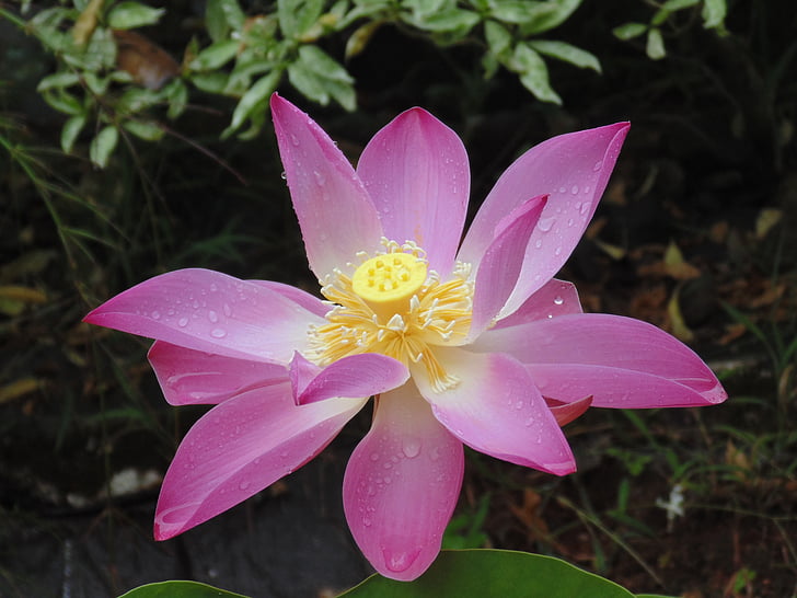 lotus, flowers, plants, water, nature, petal, plant