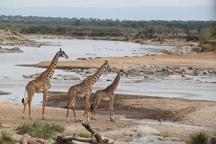 Safari, Wildlife, dyr, natur, Kenya, Tanzania, ørkenen